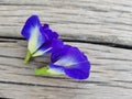 Close-up pictures of pea flowers on the clitoria ternatea wood board backgroundÃÂ 